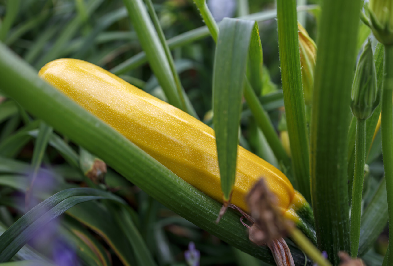 Yellow zucchini growing on a field