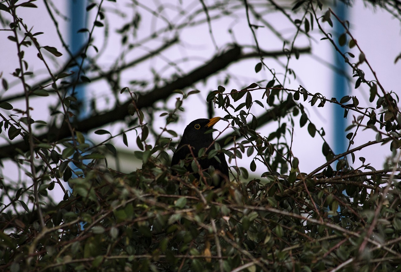 Common Blackbird