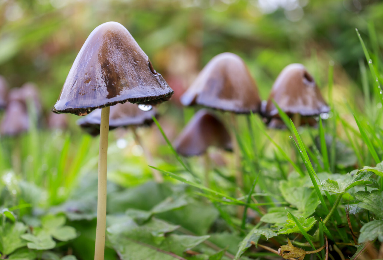 beautiful scene with group of inky cap mushroom also known as tippler's bane (coprinopsis atramentaria) - antialcohol mushroom