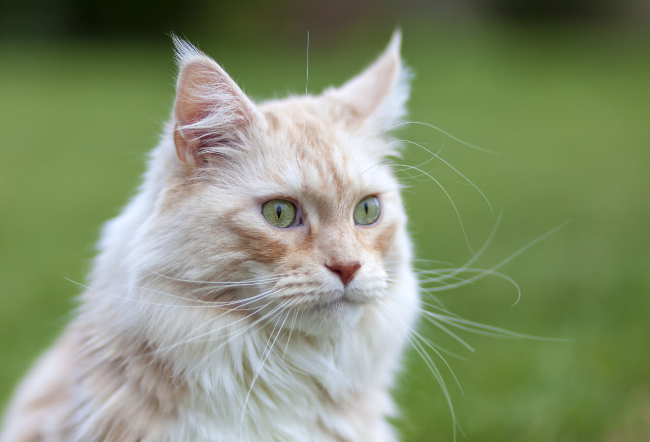 Portrait of a Maine Coon Cat with green eyes on beautiful bokeh