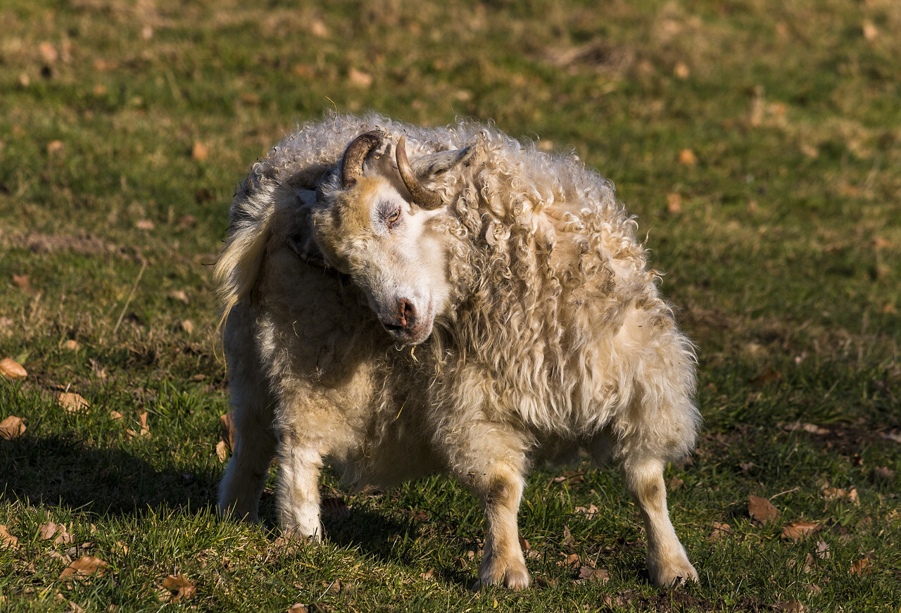 sheep dressing up