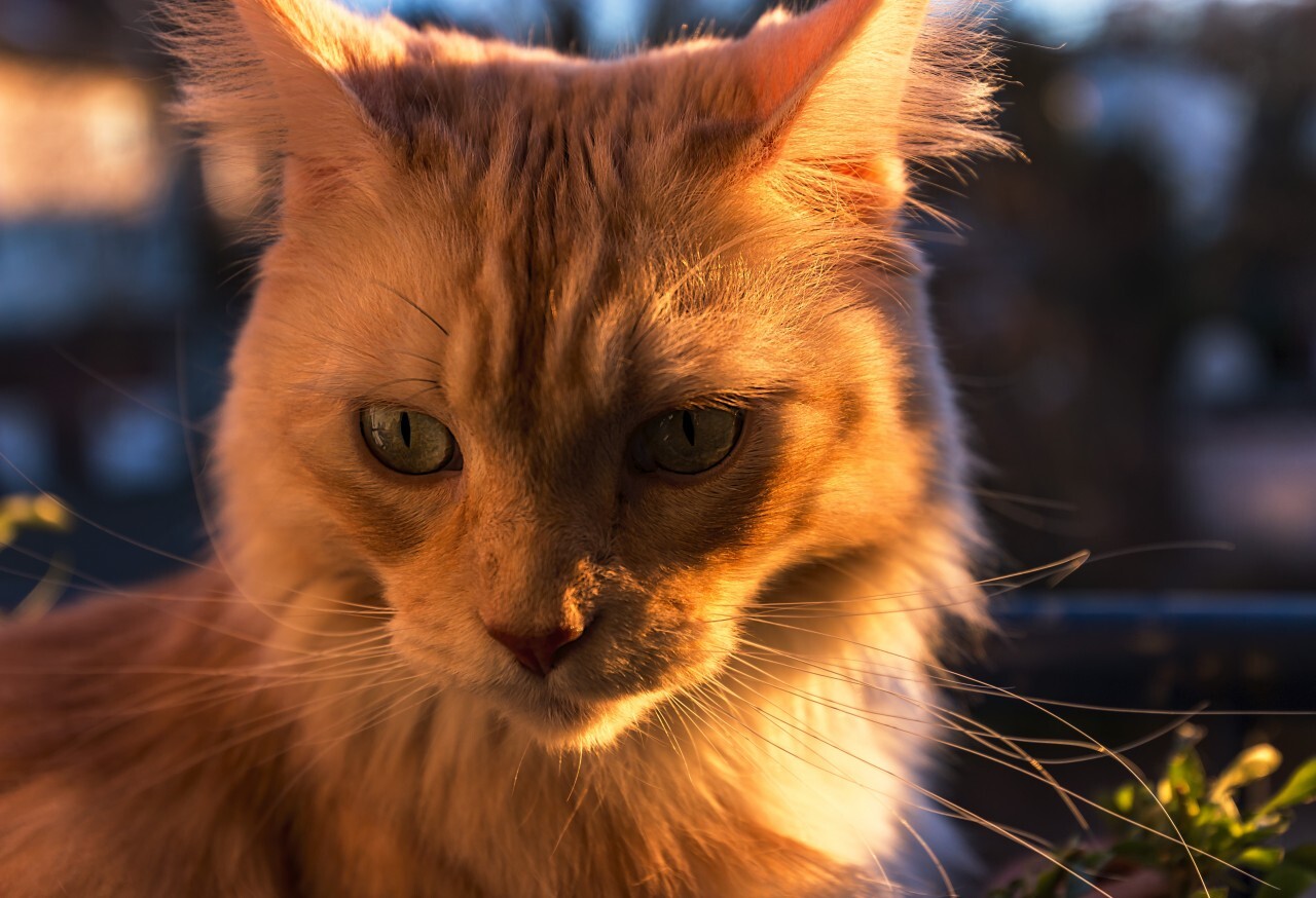 Maine Coon Cat sitting by sunset on the balcony portrait
