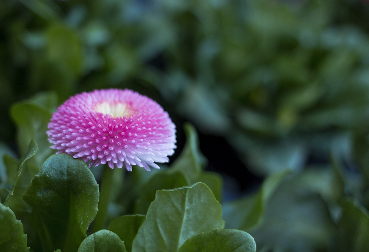 daisy flowers english bellis perennis