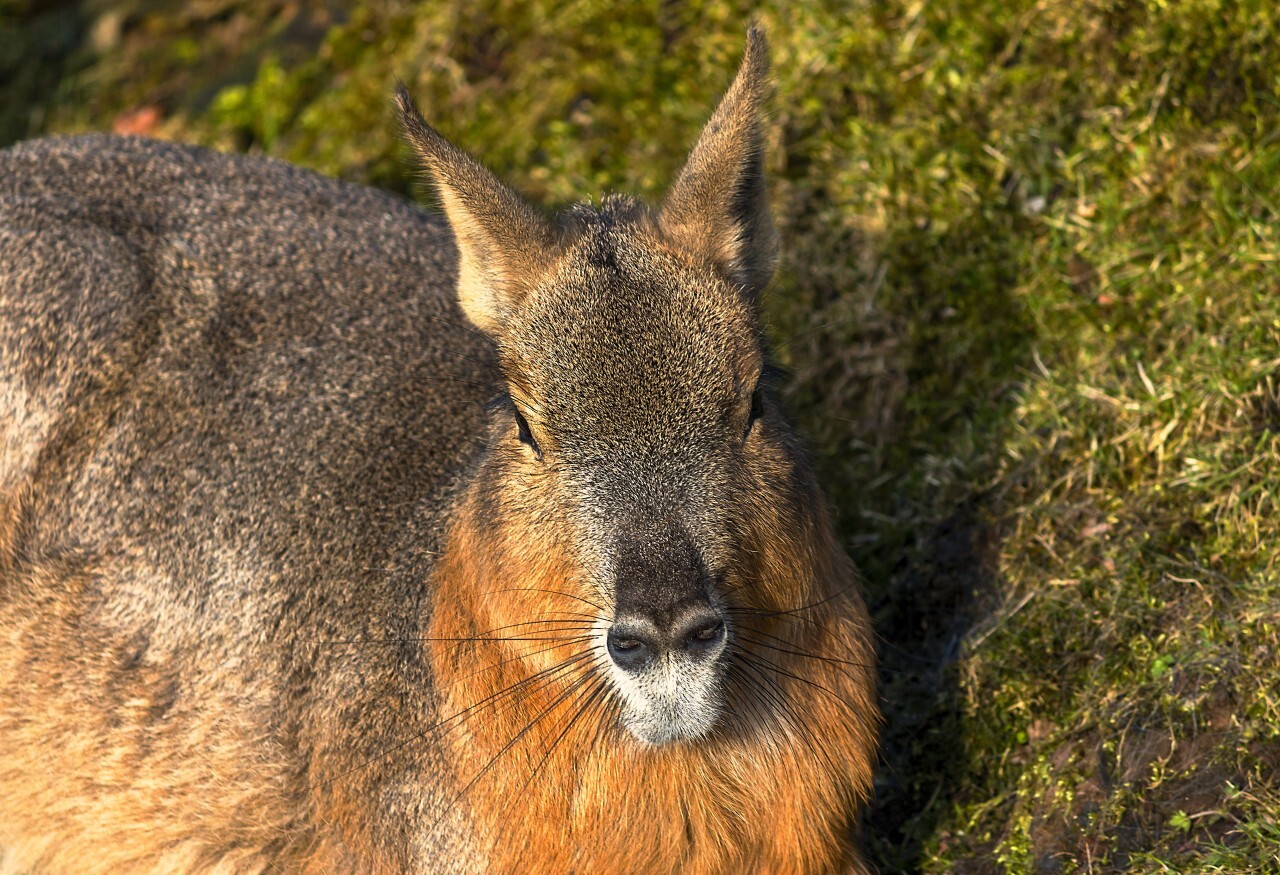 Patagonian mara face