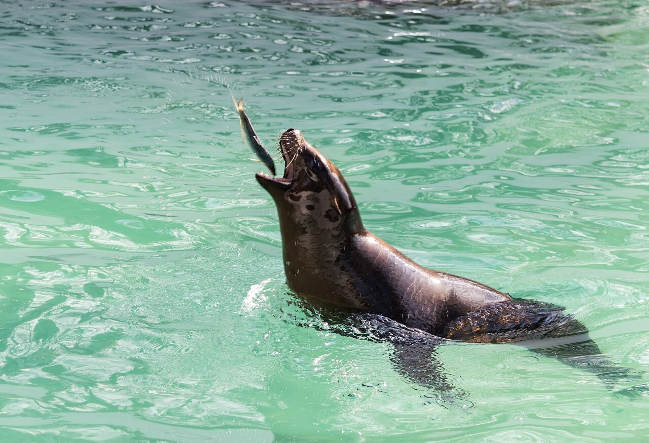 sea lion is playing with a fish