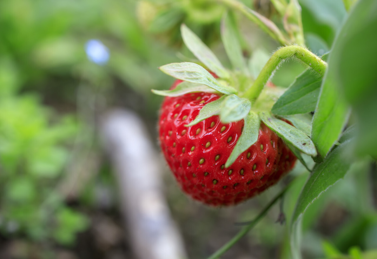 Red ripe strawberry grows on a plant