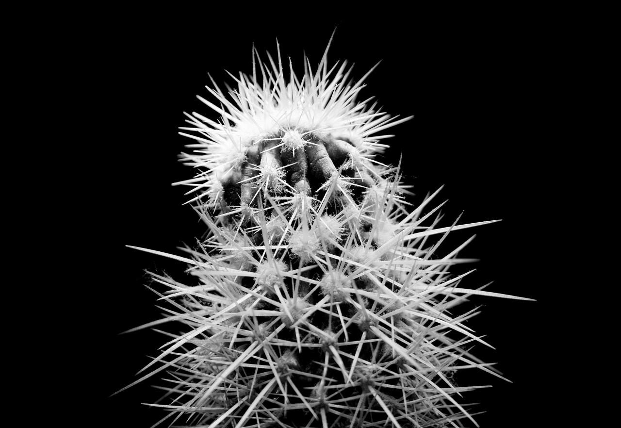 Cactus black and white