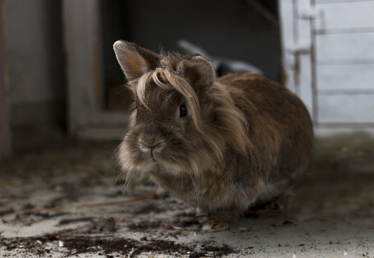 cute brown breeding rabbit portrait in front of his rabbit hutch