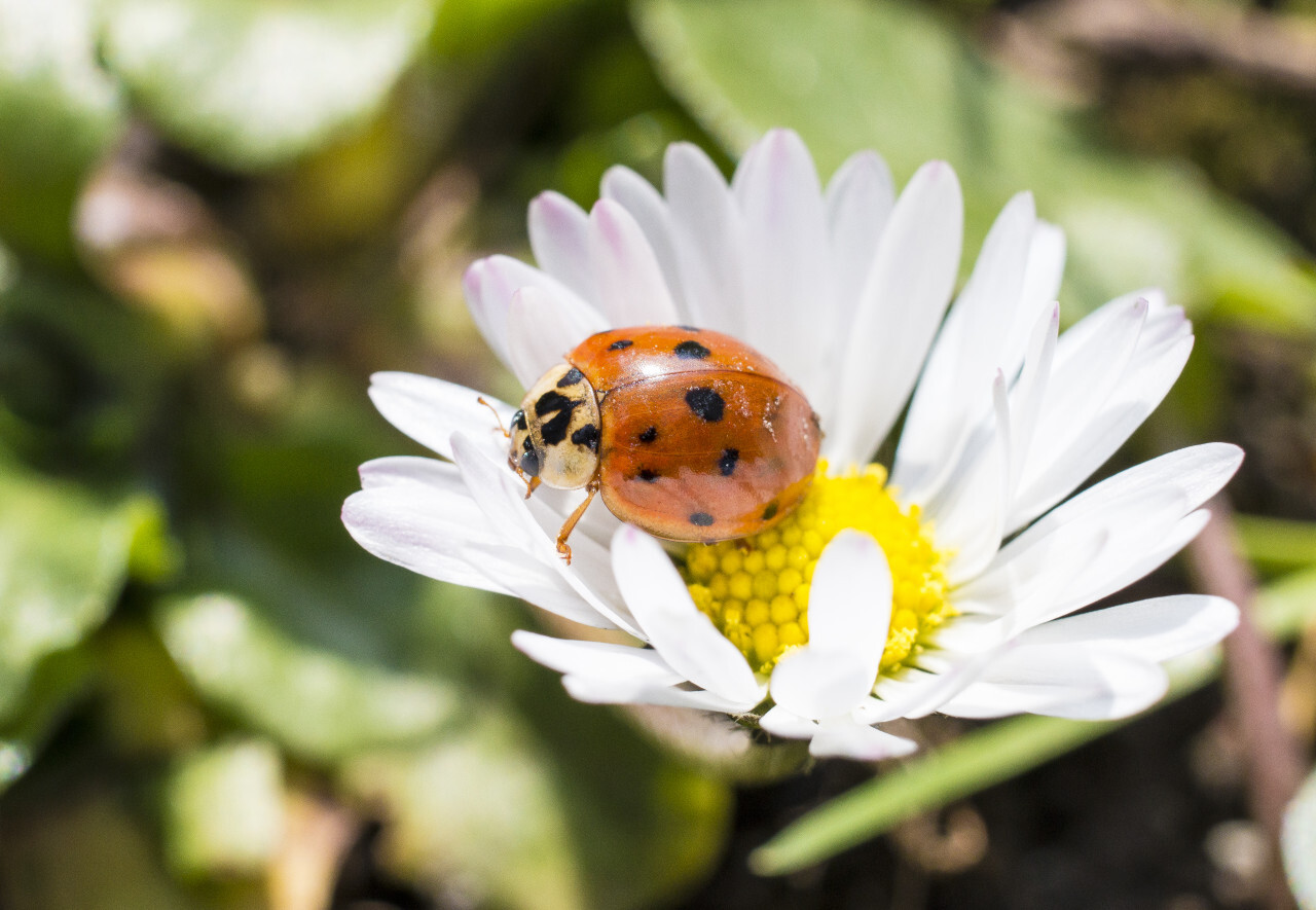 Ladybug on Daisy Flower