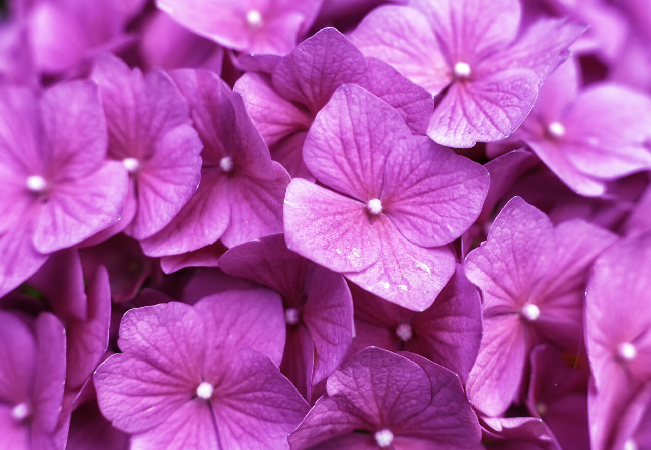 pink lilac flower background