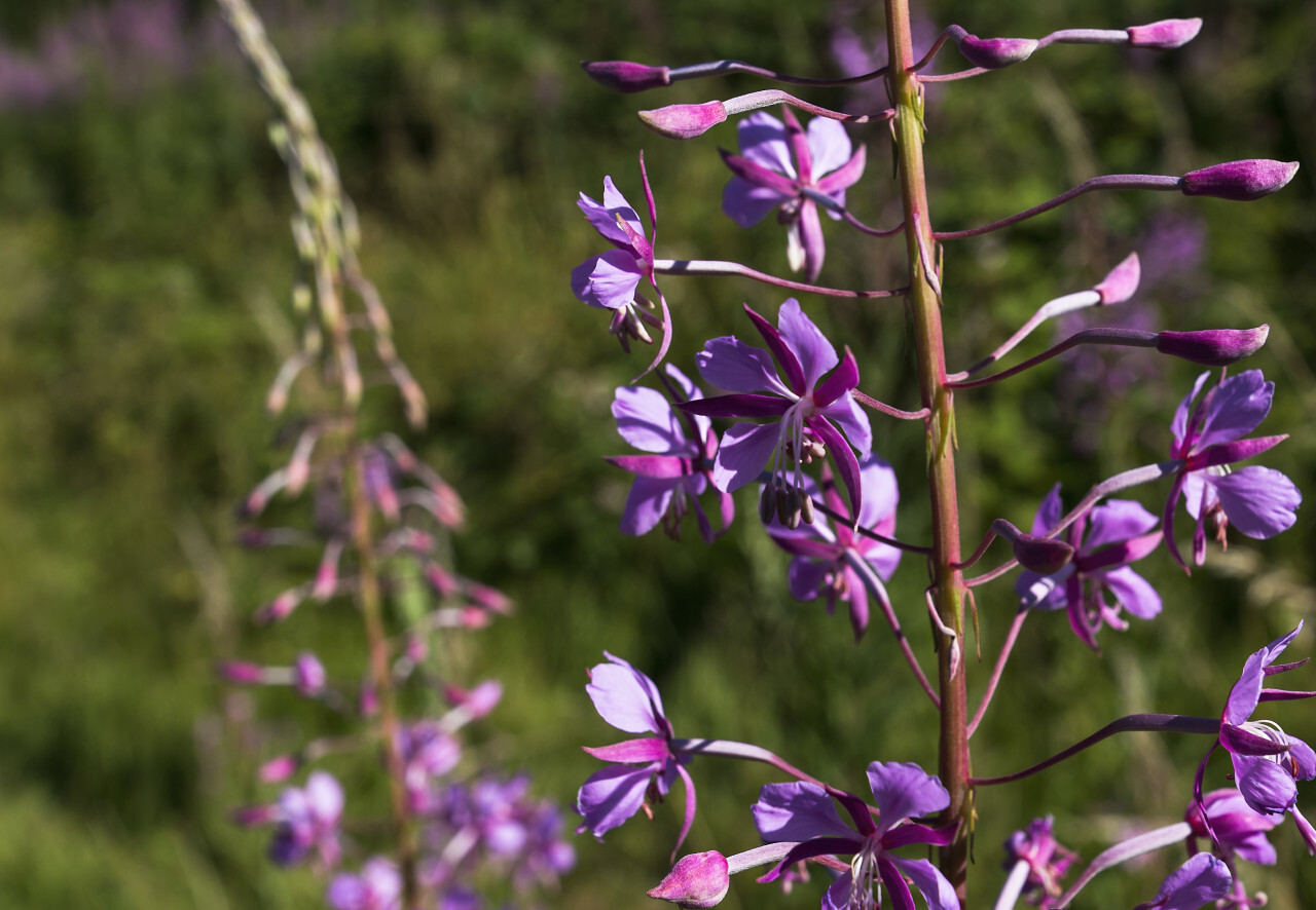 Fireweed blossoms detail of Willow Weed flowers