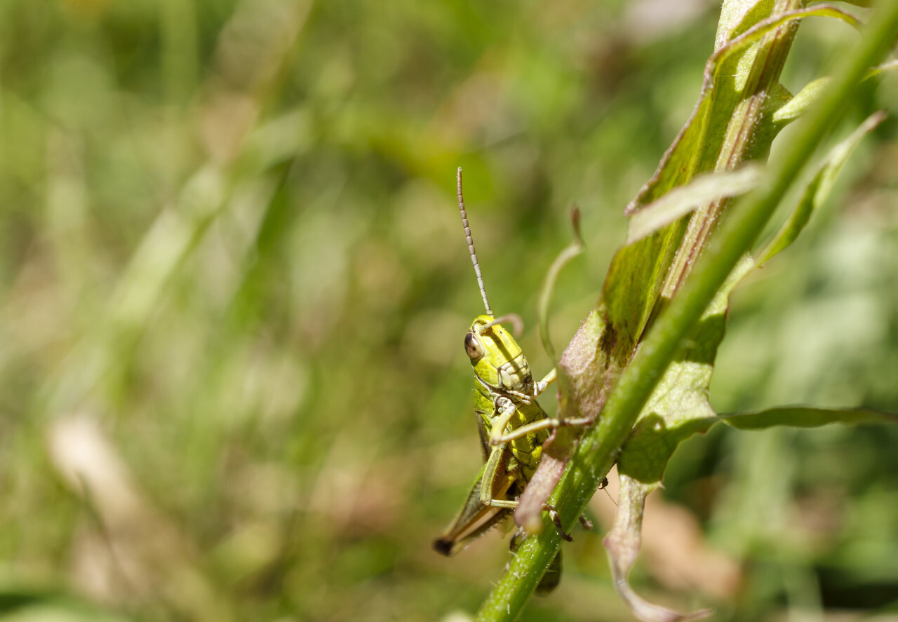 Young Green Grasshopper (Omocestus viridulus)