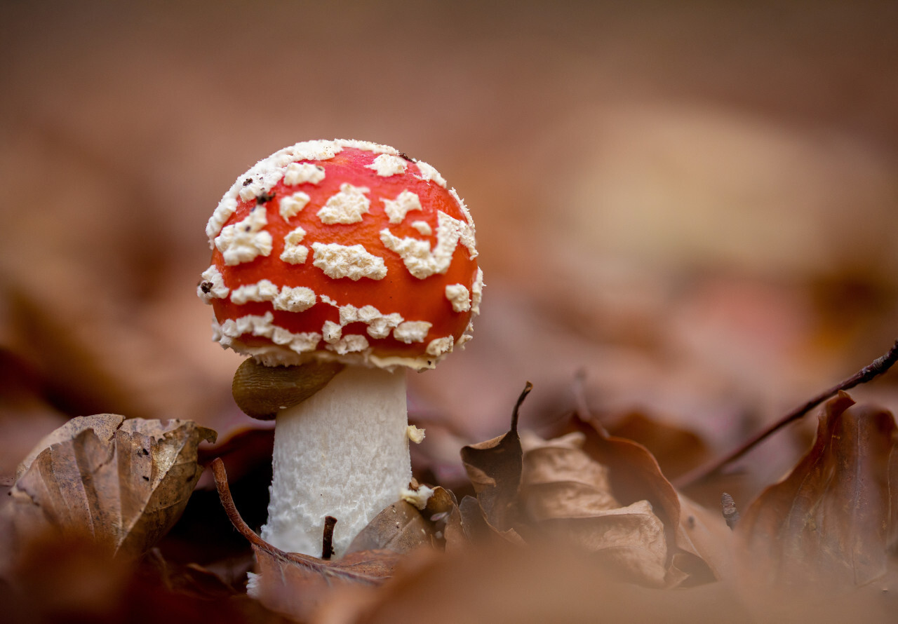 Amanita muscaria, fly agaric or fly amanita