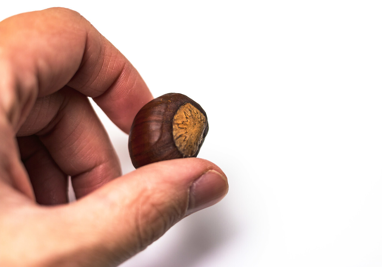 sweet chestnut in a hand isolated on white background