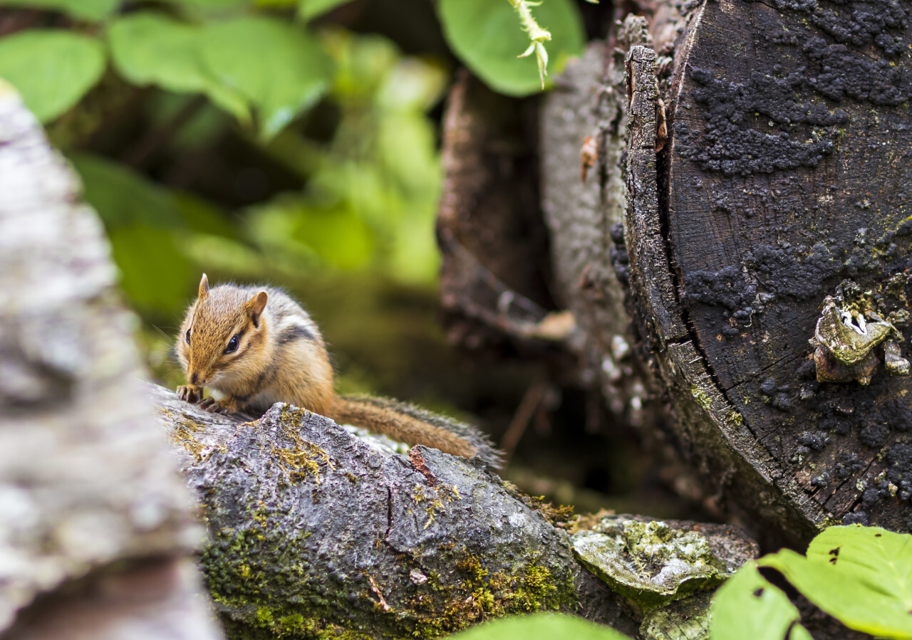 chipmunk in a forest