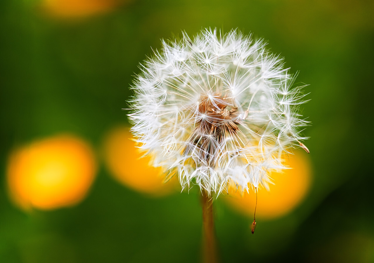 Perfect dandelion seeds