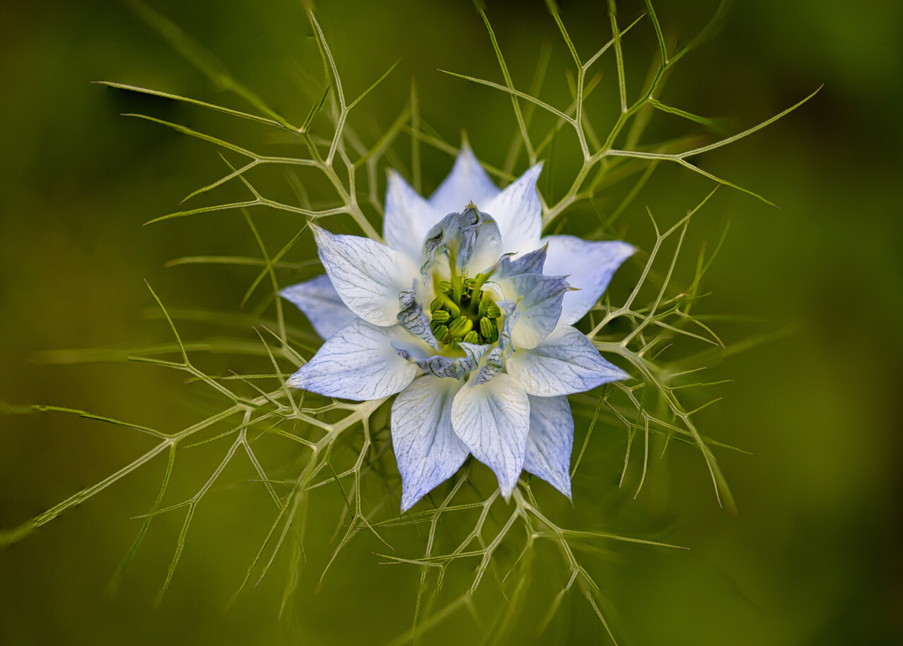 wild fennel flower