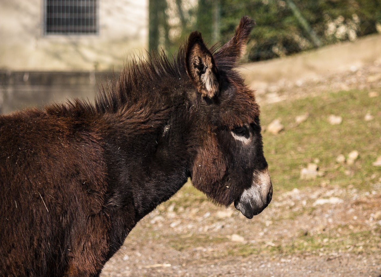 baby donkey portrait