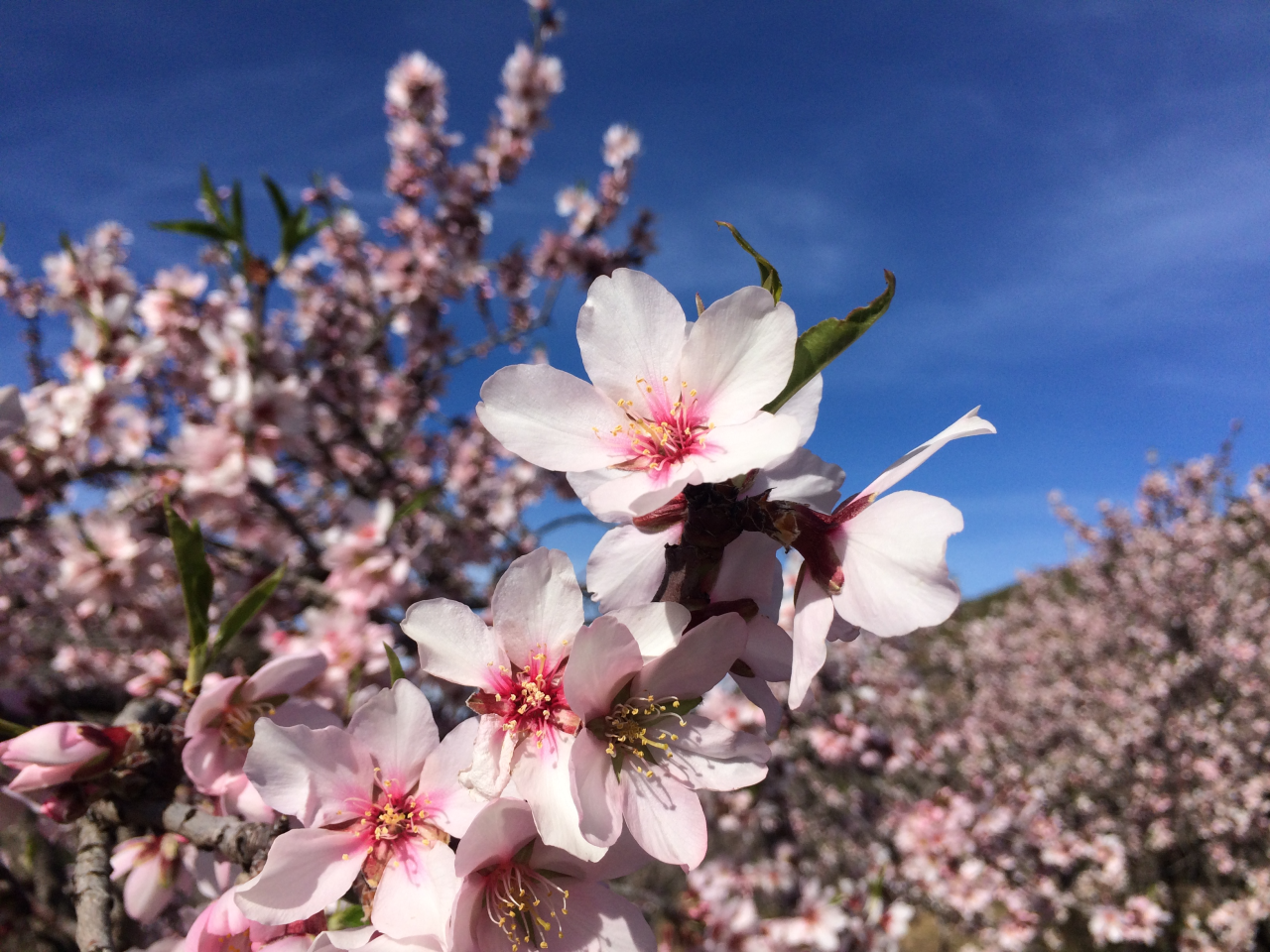 Almond Tree Flowers Close up