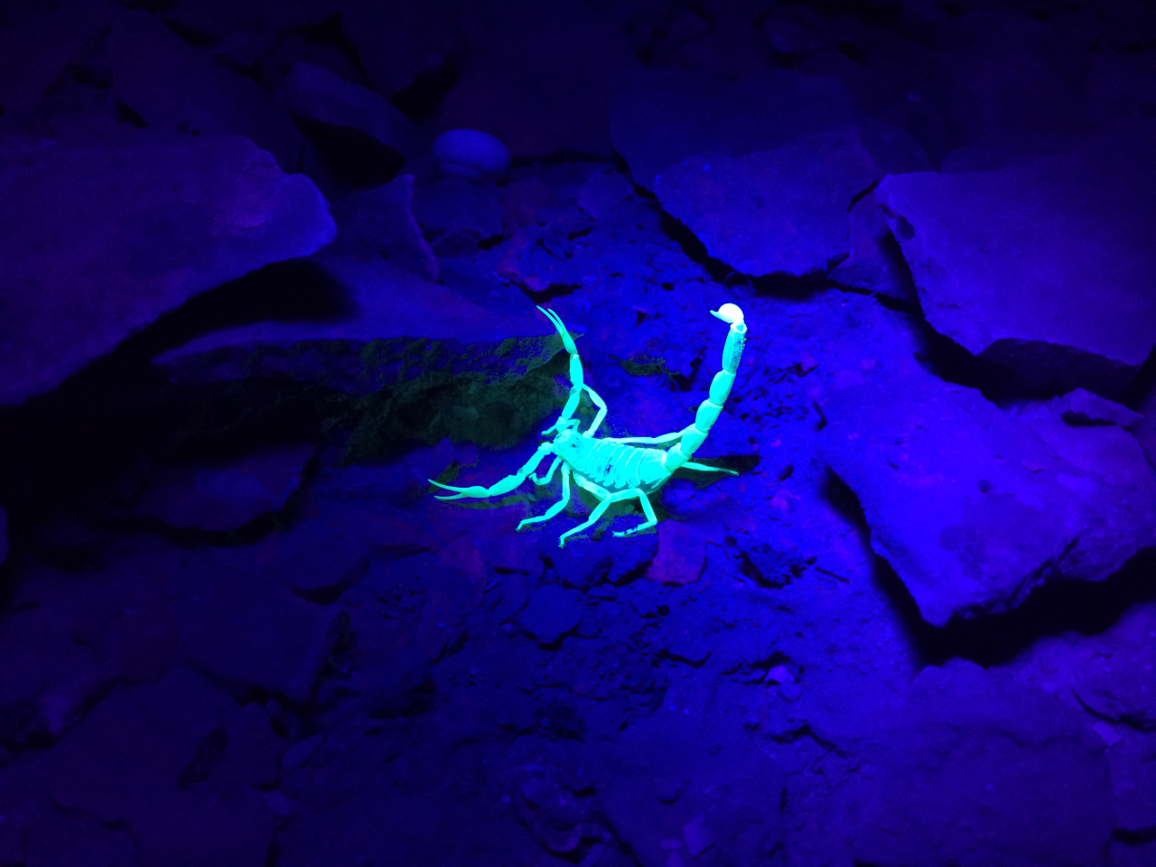 Yellow Scorpion in UV Lights