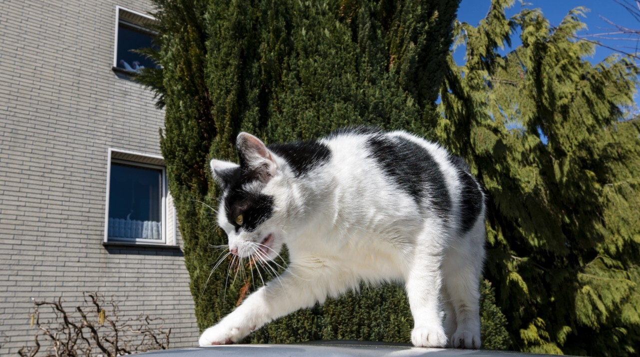 cat on car