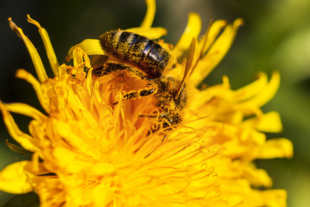 bee on yellow dandelion april close up