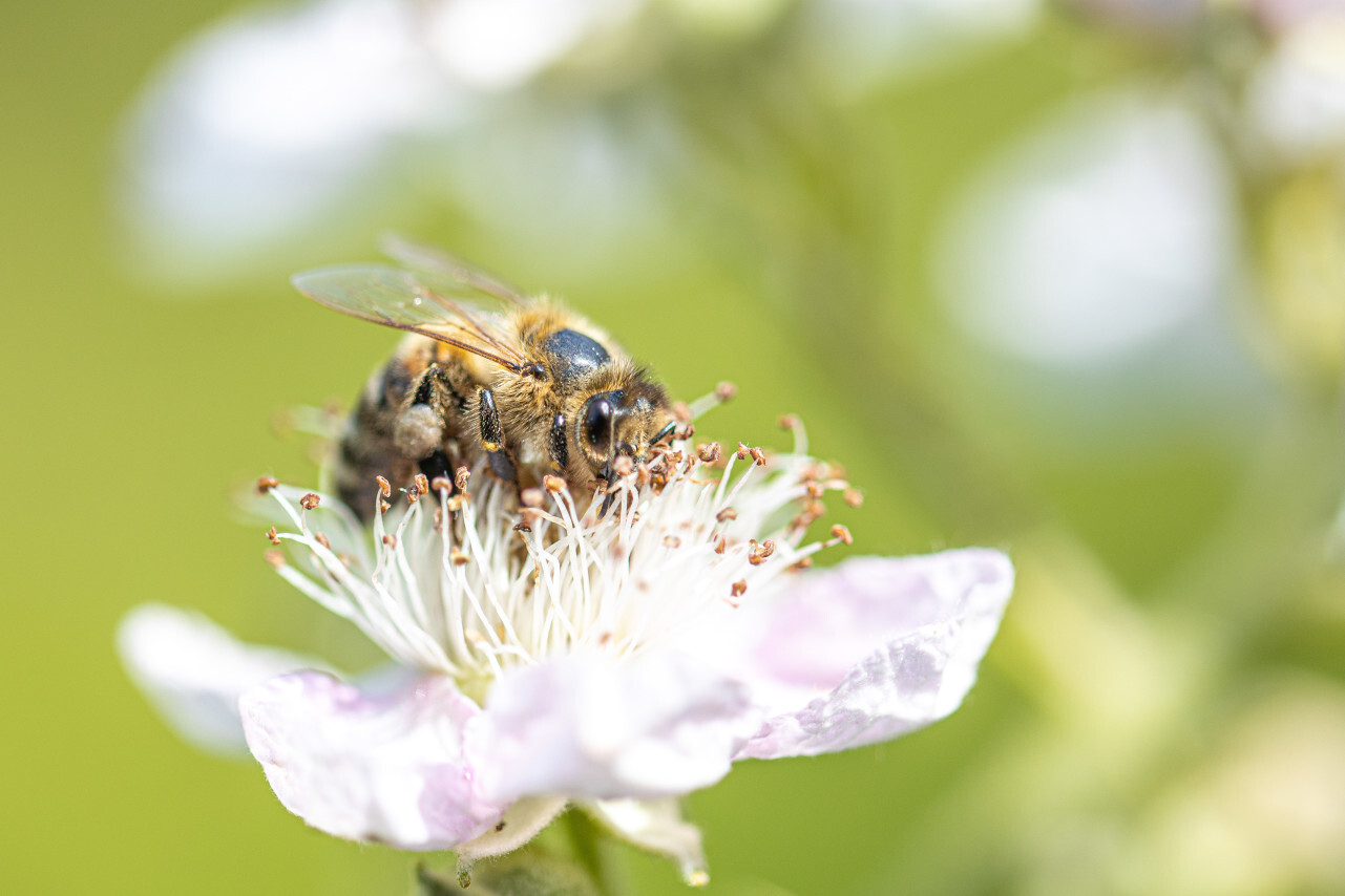 Bee collects nectar from flower