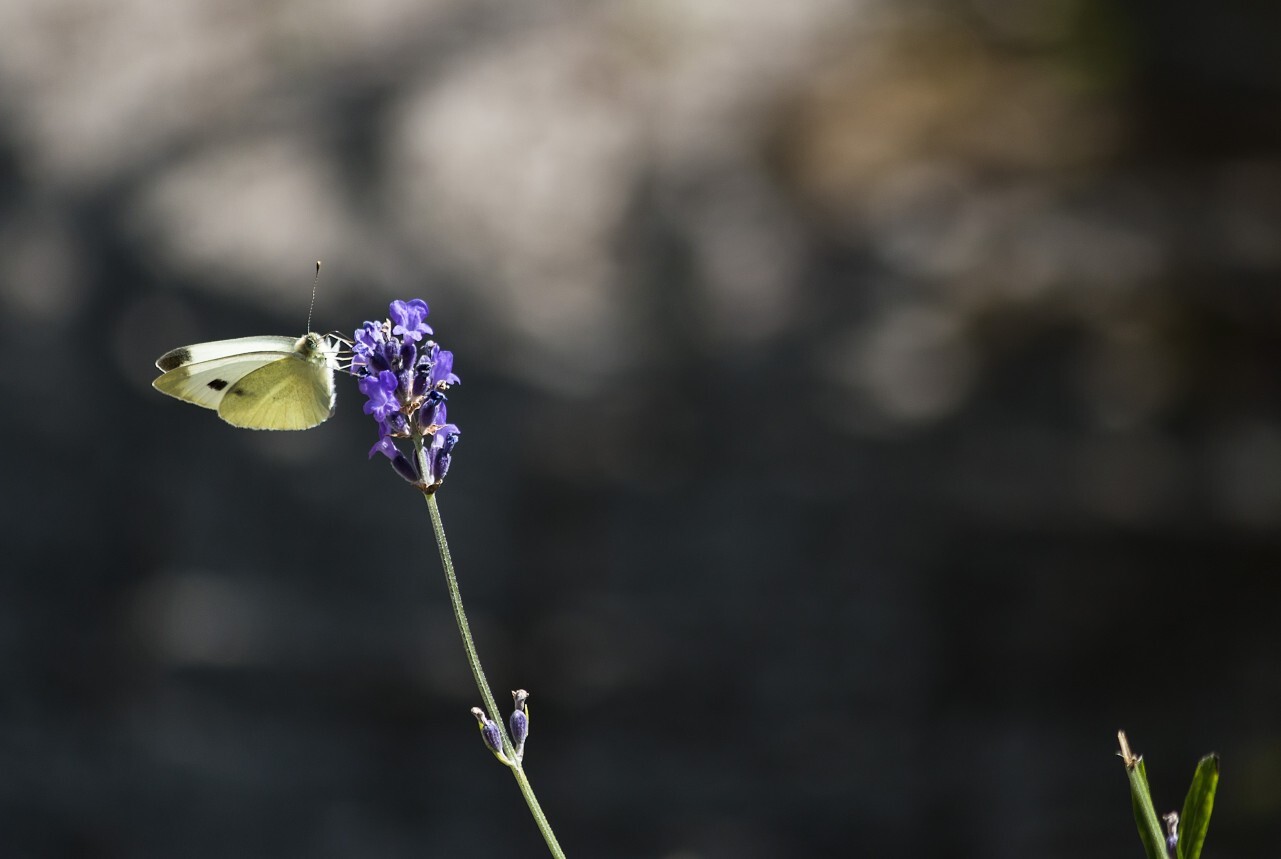 large white butterfly on lavender flower