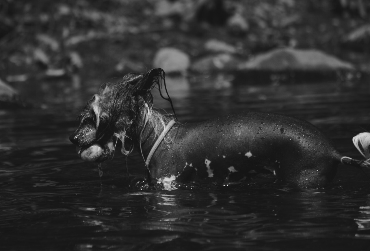 Chinese Crested Dog Breed with ball in mouth in water