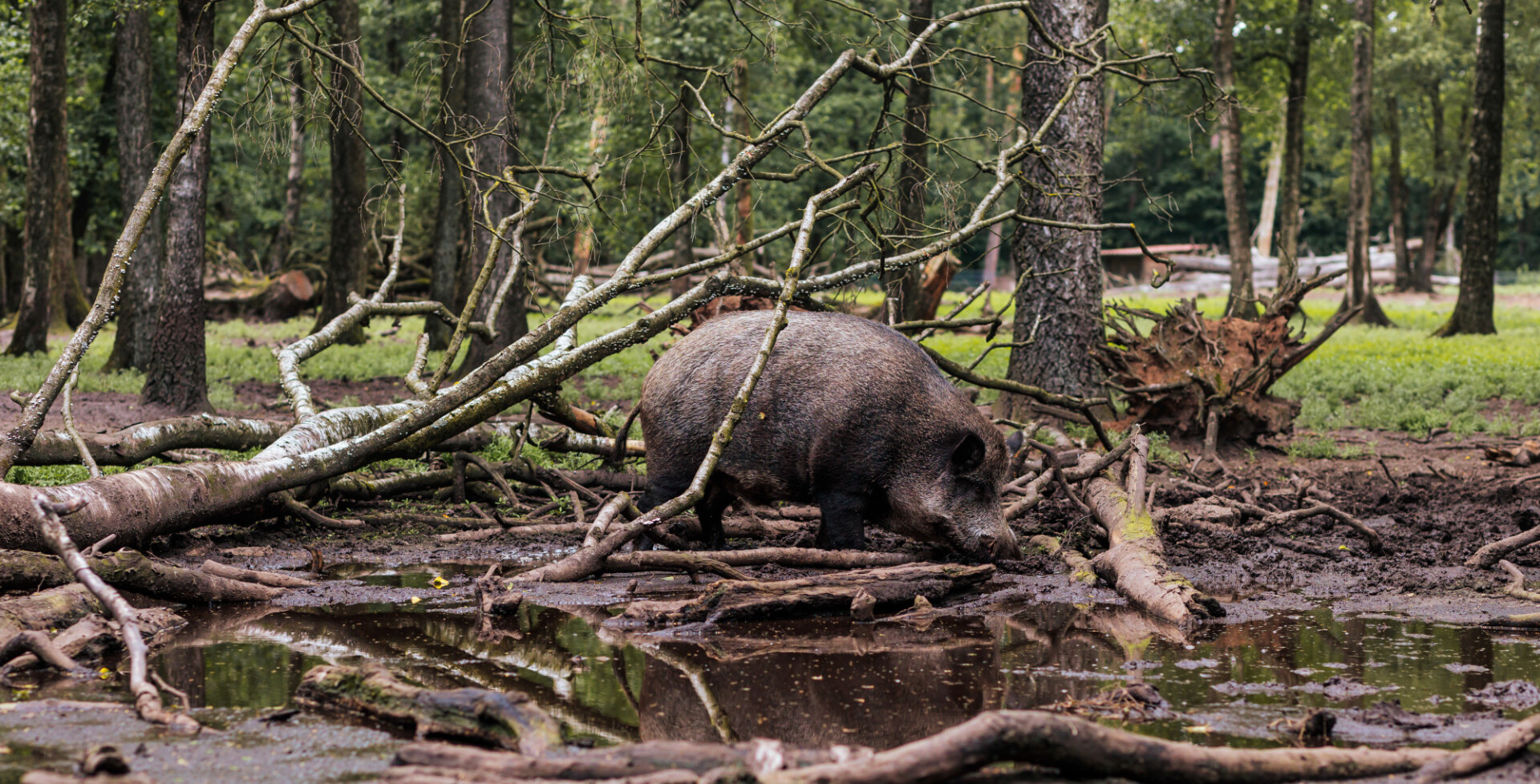 Male wild boar at a watering hole in the forest