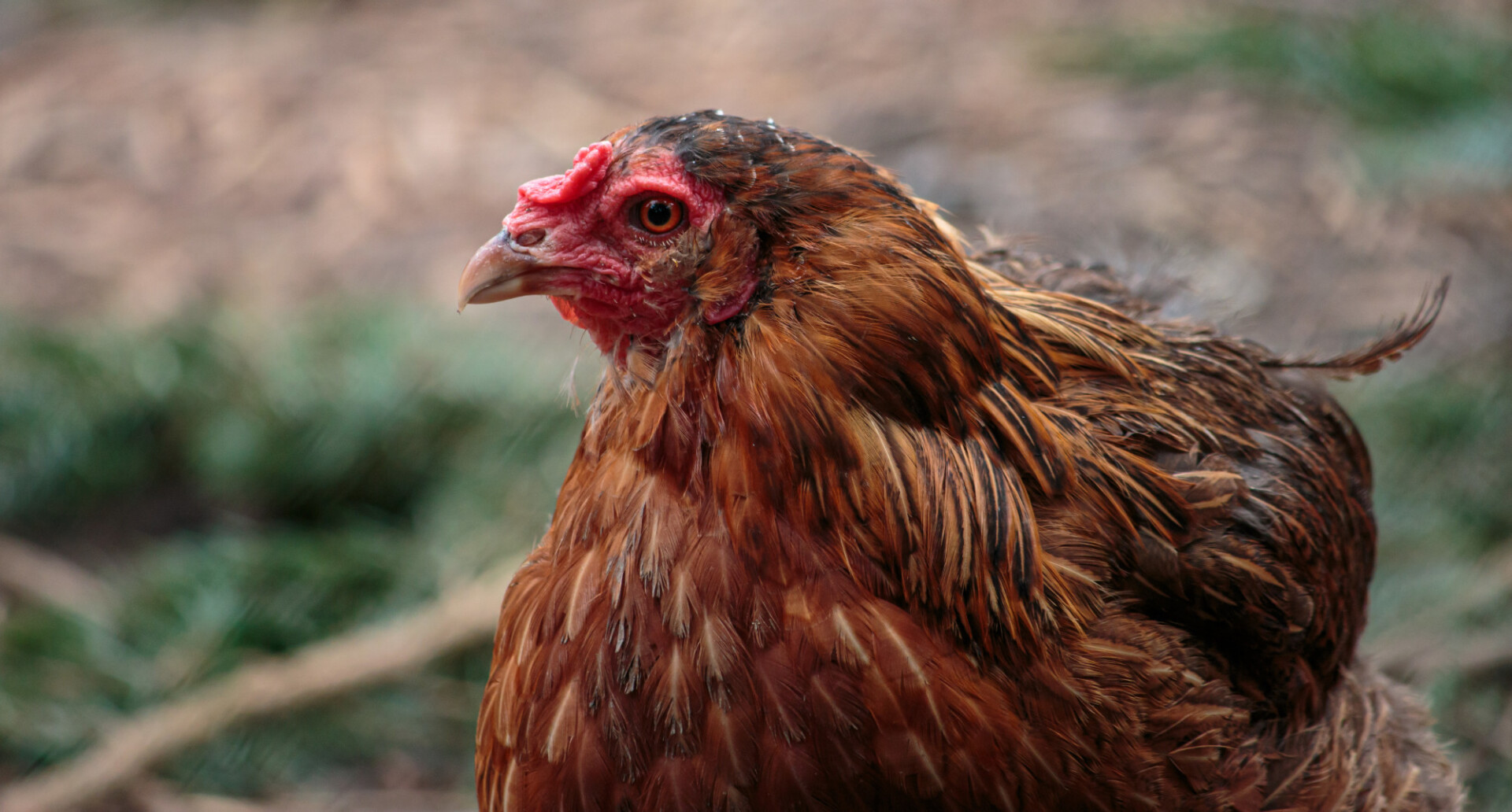 Portrait of a chicken