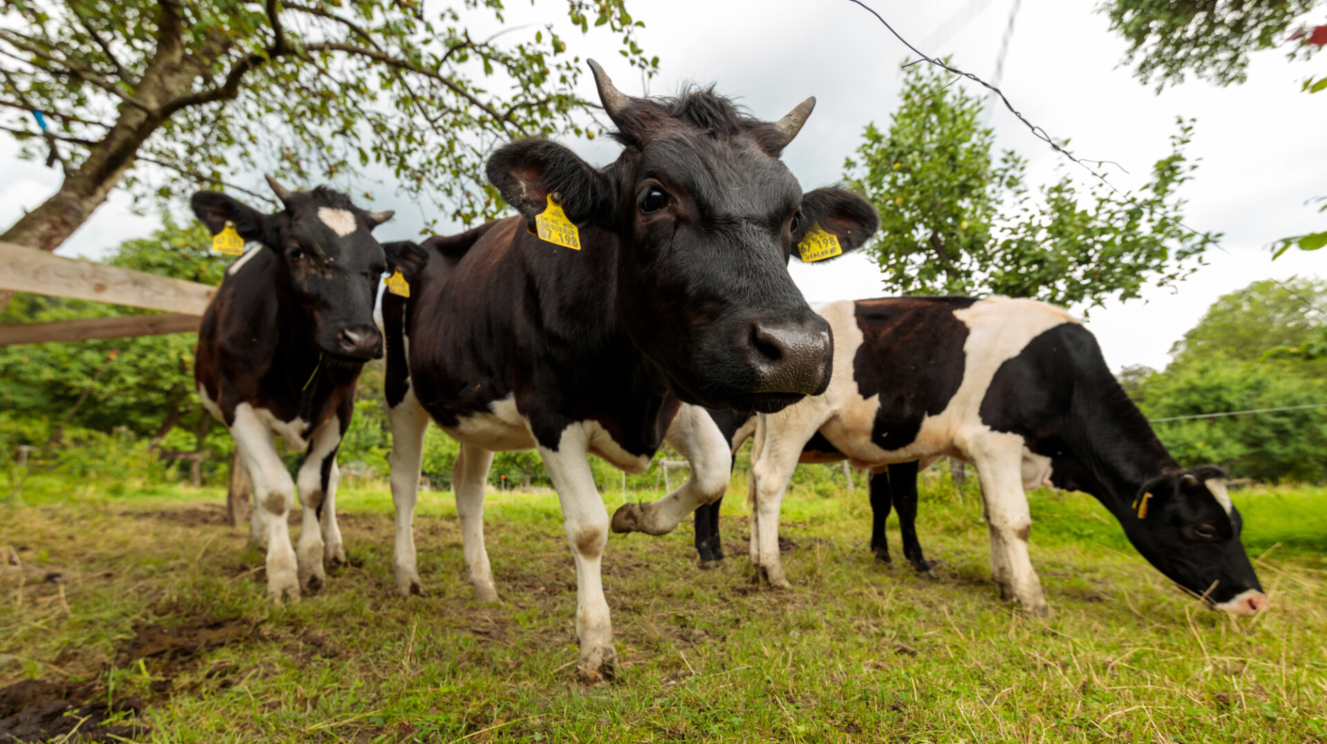 Young bulls on a meadow