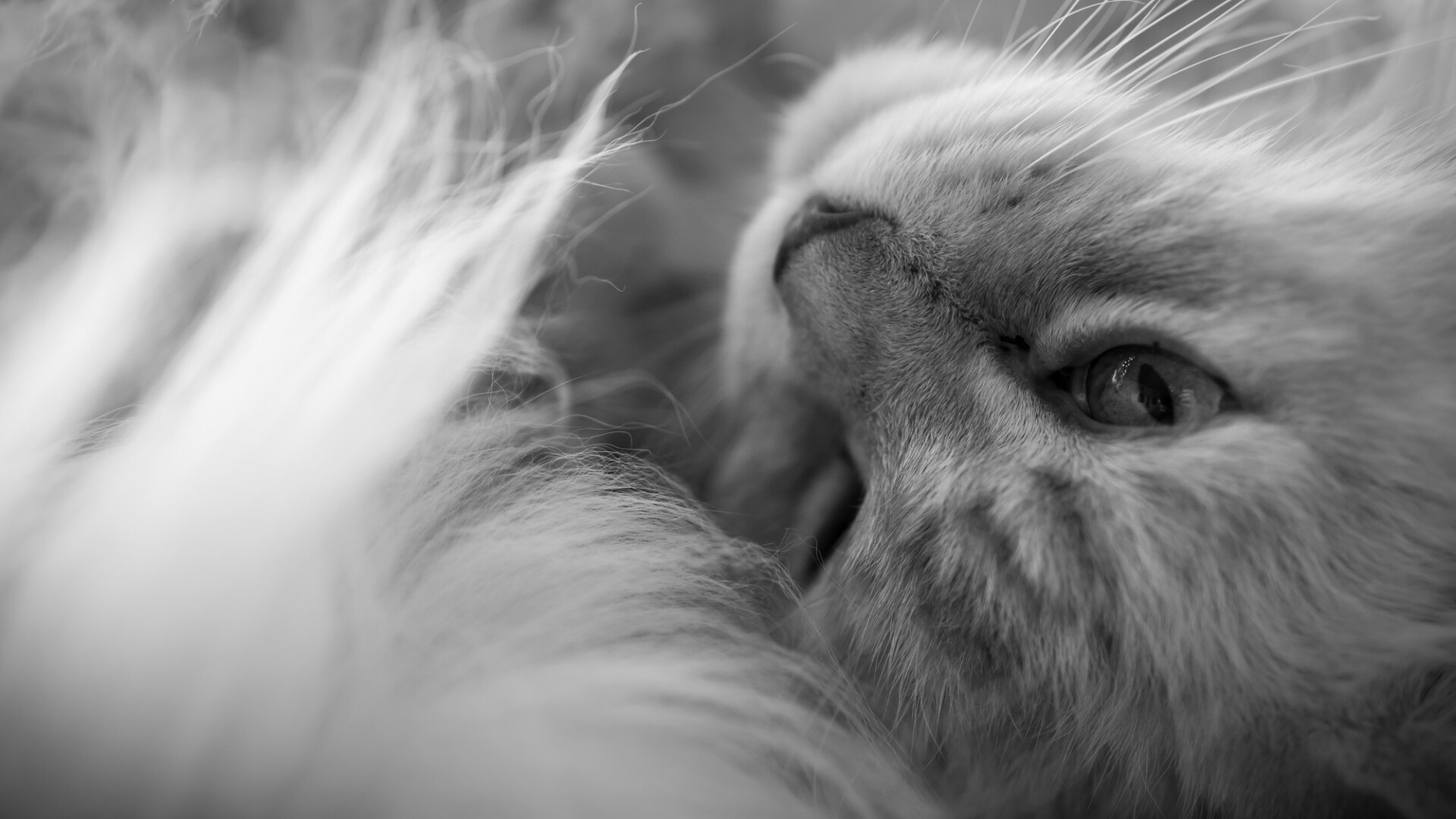 maine coon cat has snuggled up