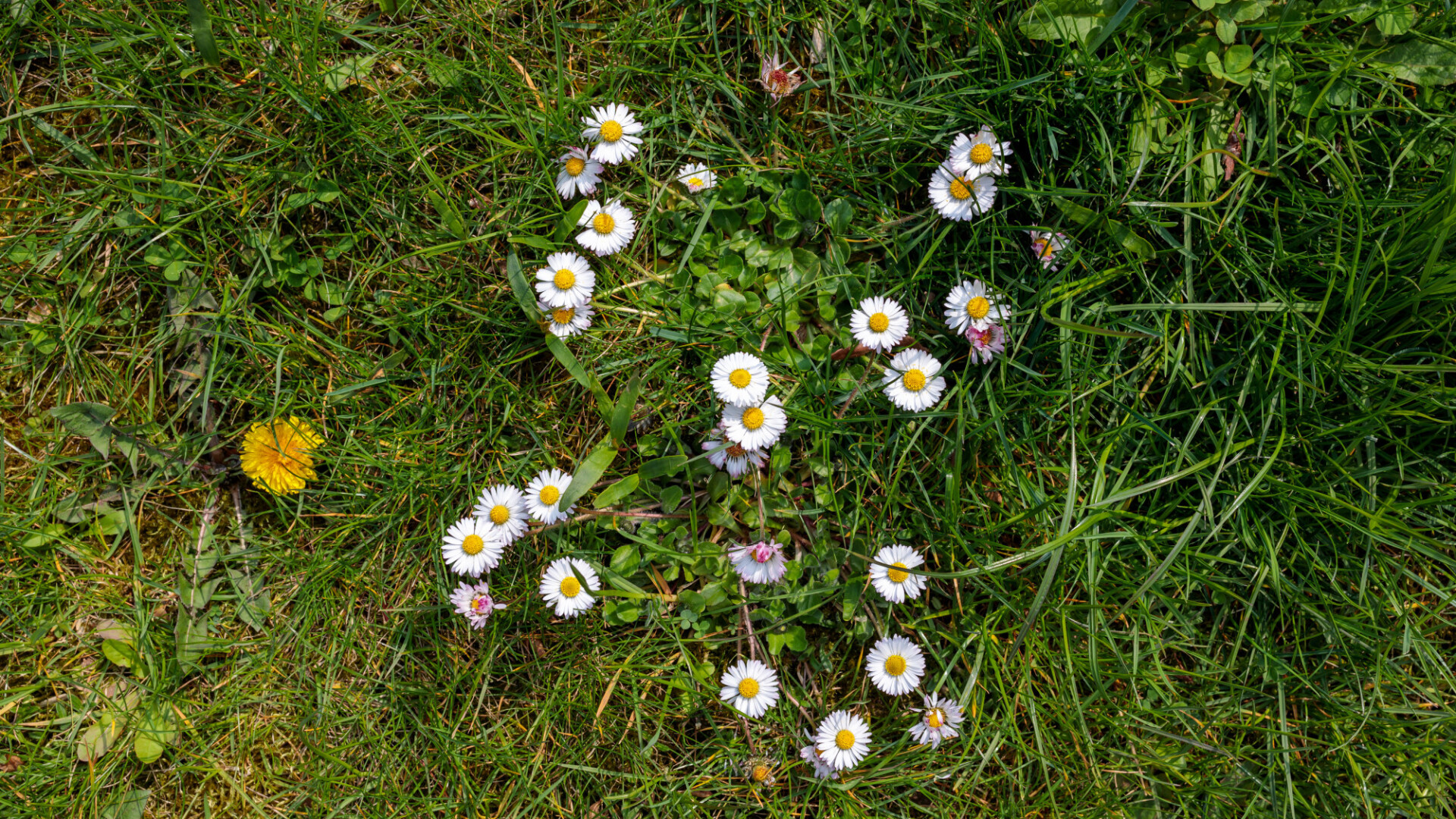 spring meadow texture