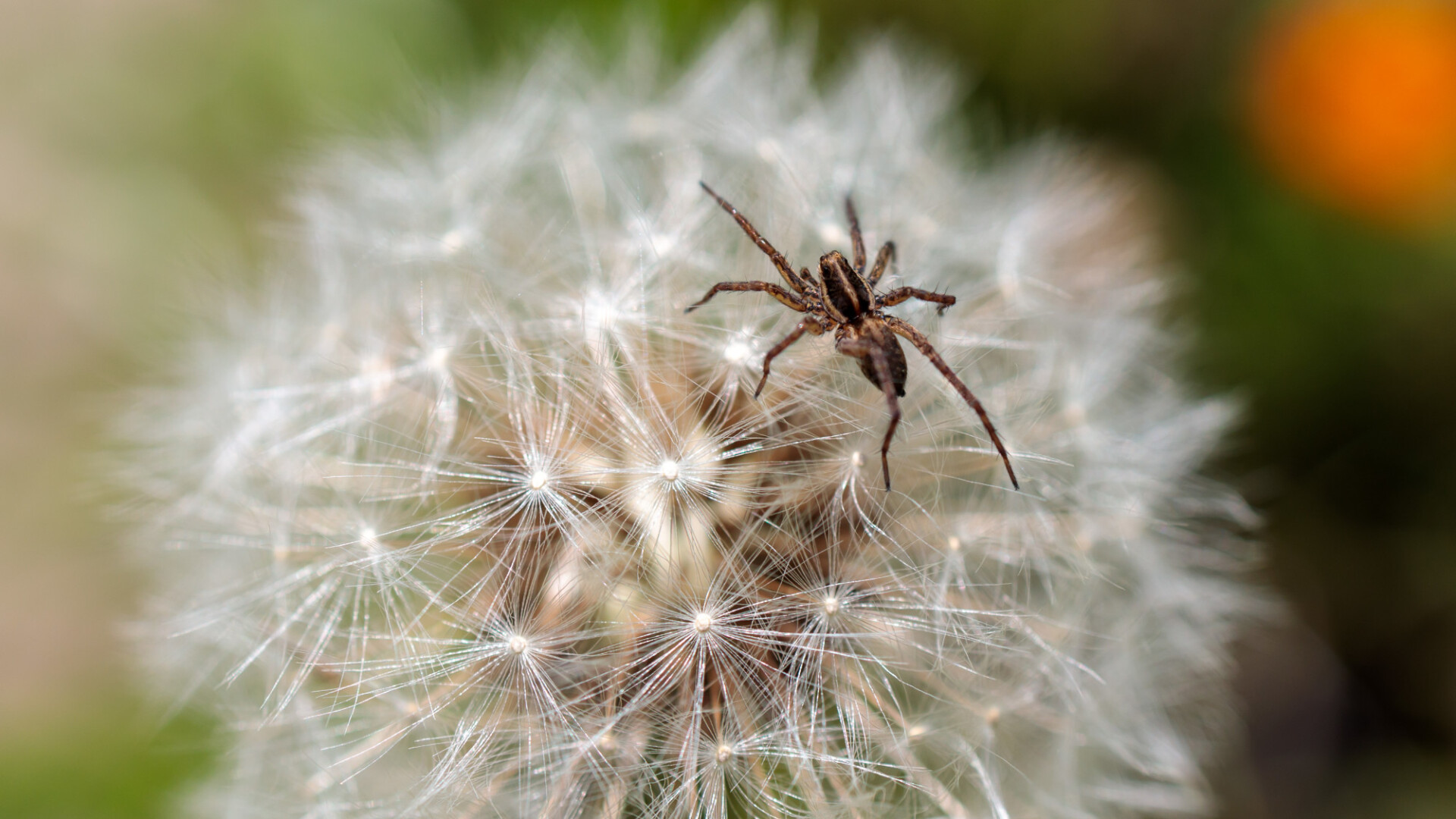 Spider on dandelion