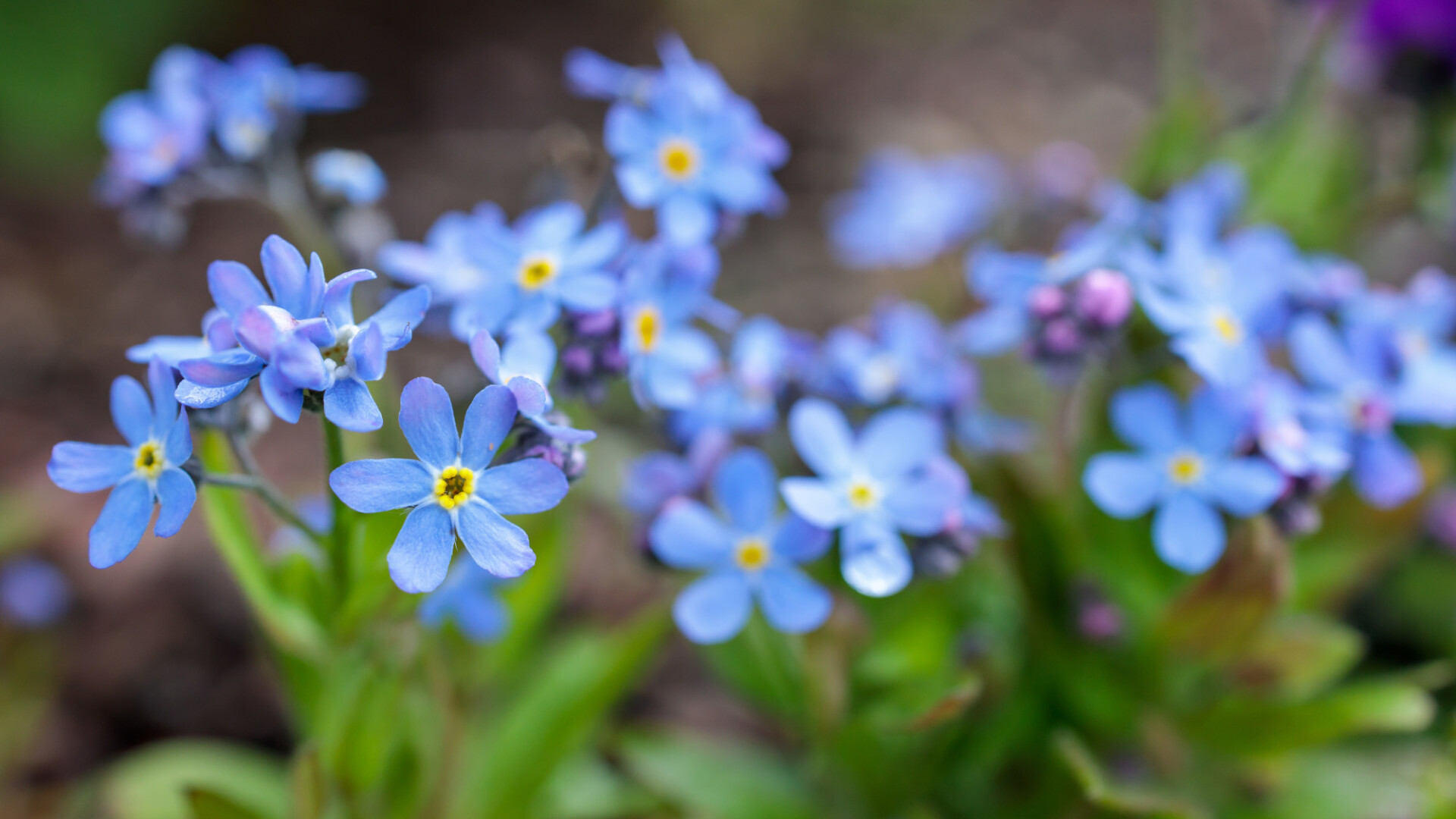 Forget-me-nots spring flowers