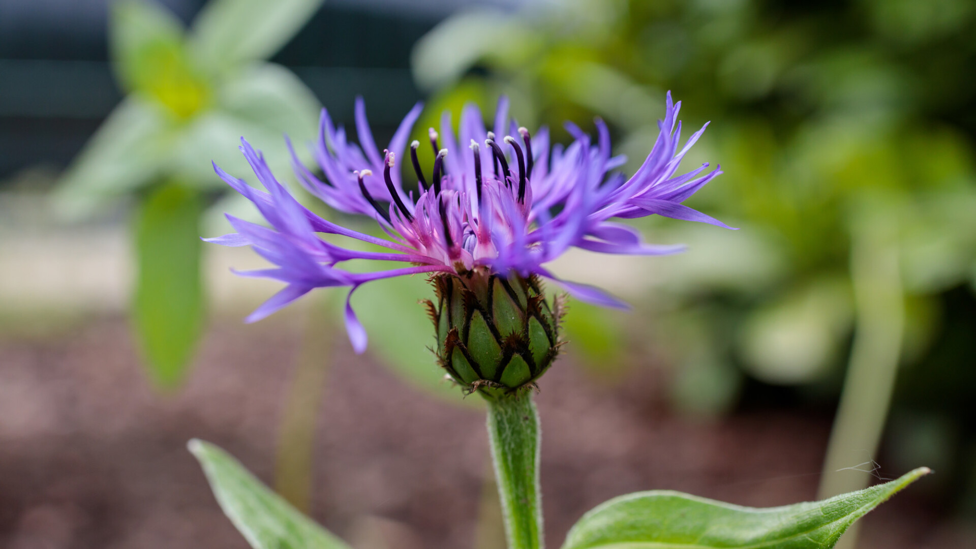 Corn Flower Background