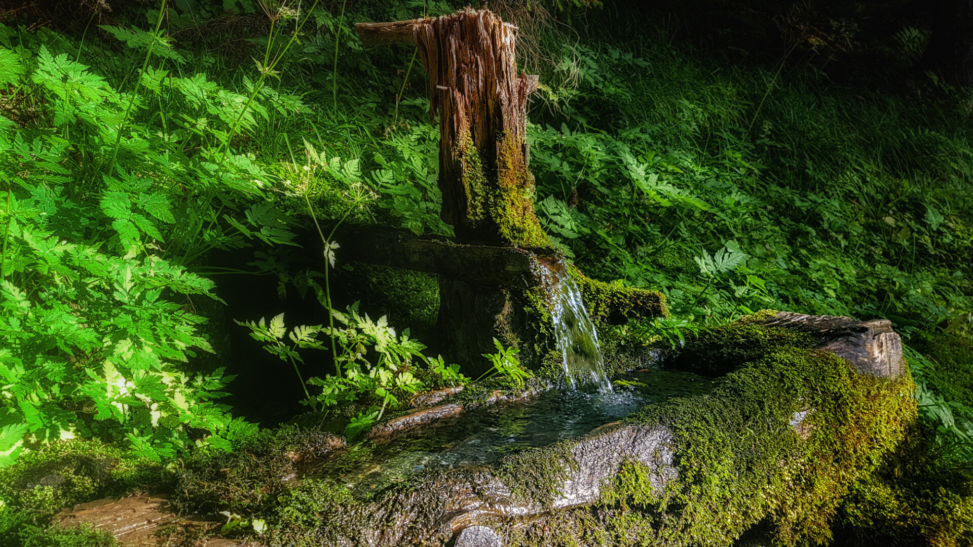 Forest spring well