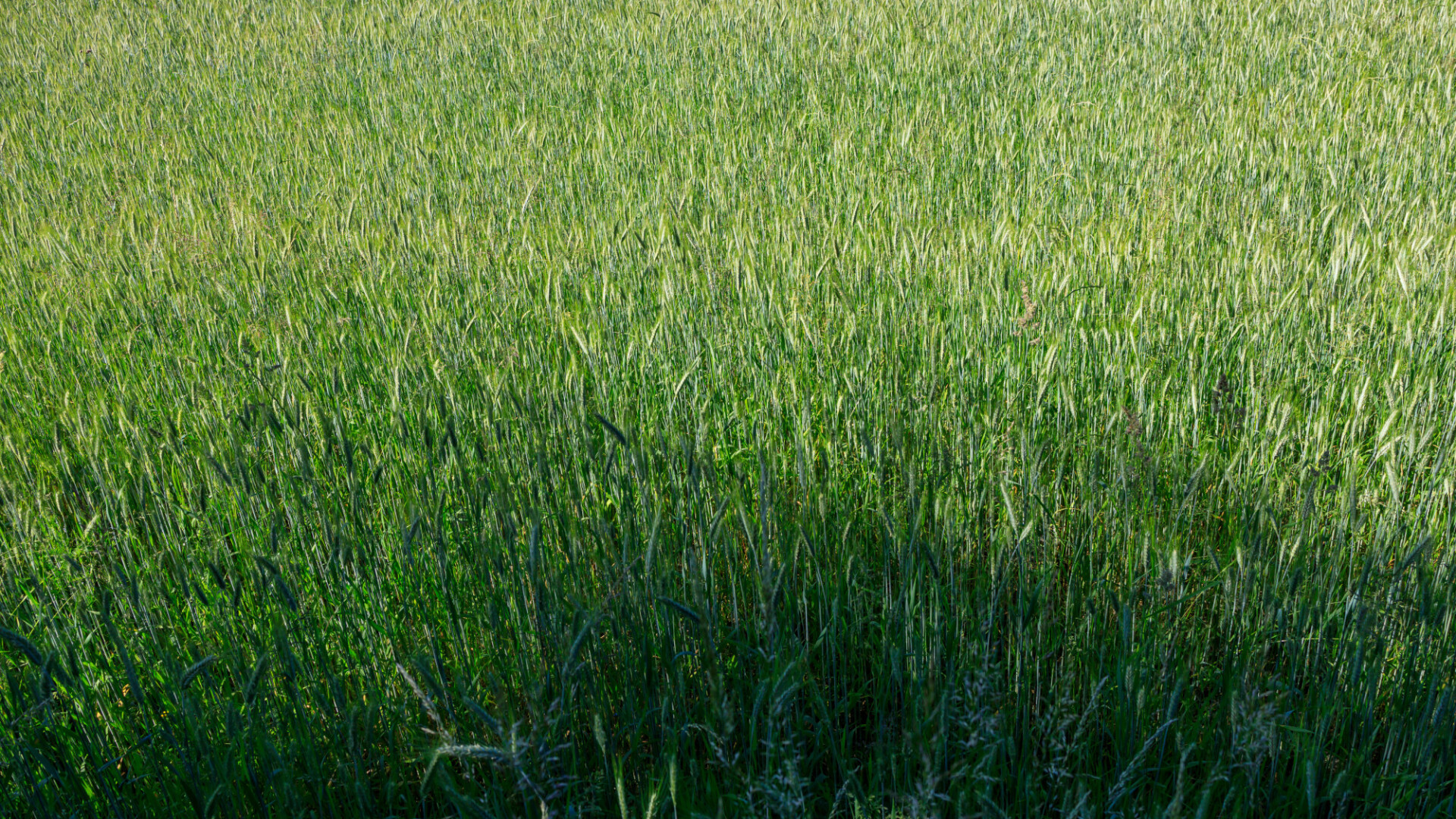 Green rye field