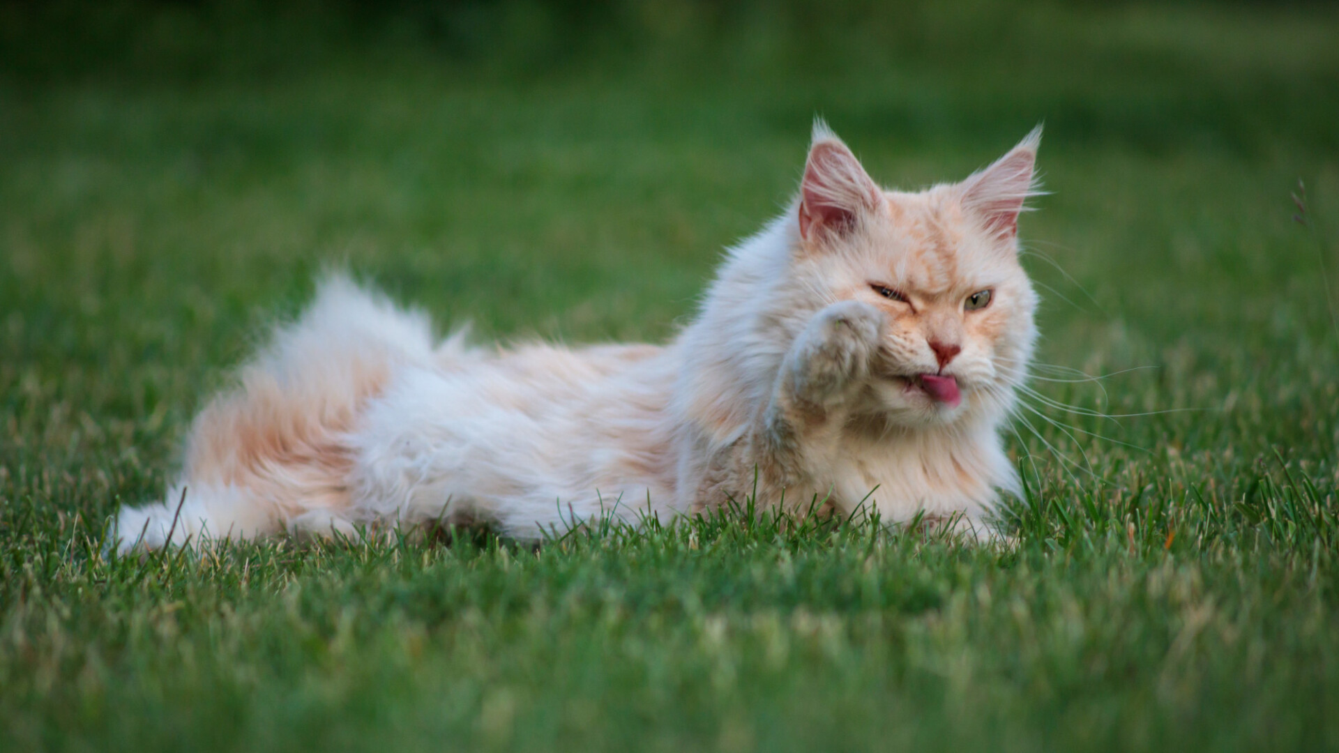 The most beautiful breed cat in the world