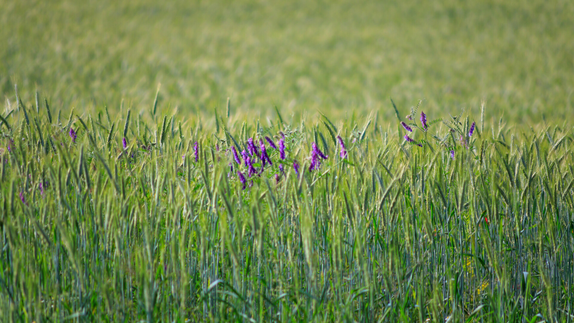 Purple flowers Skullcap in a rye field