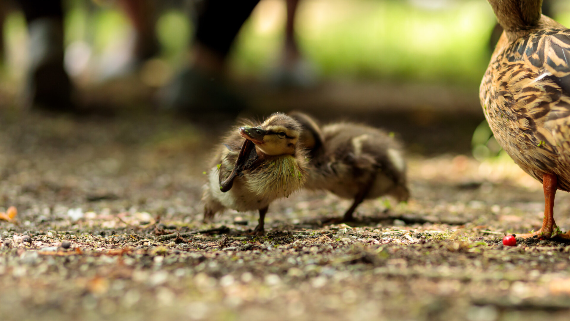 Duckling scratching its head