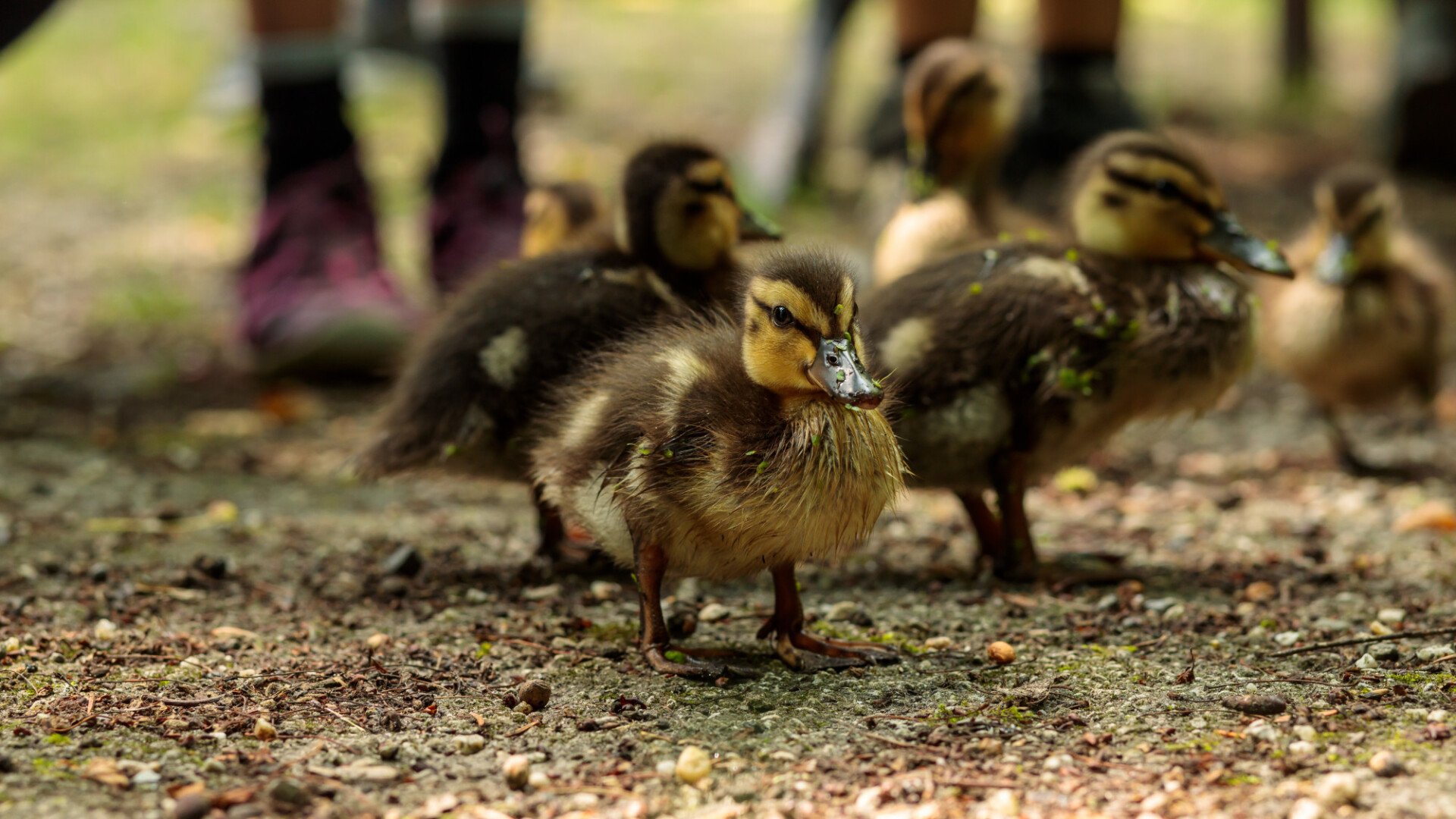 Many cute little ducklings