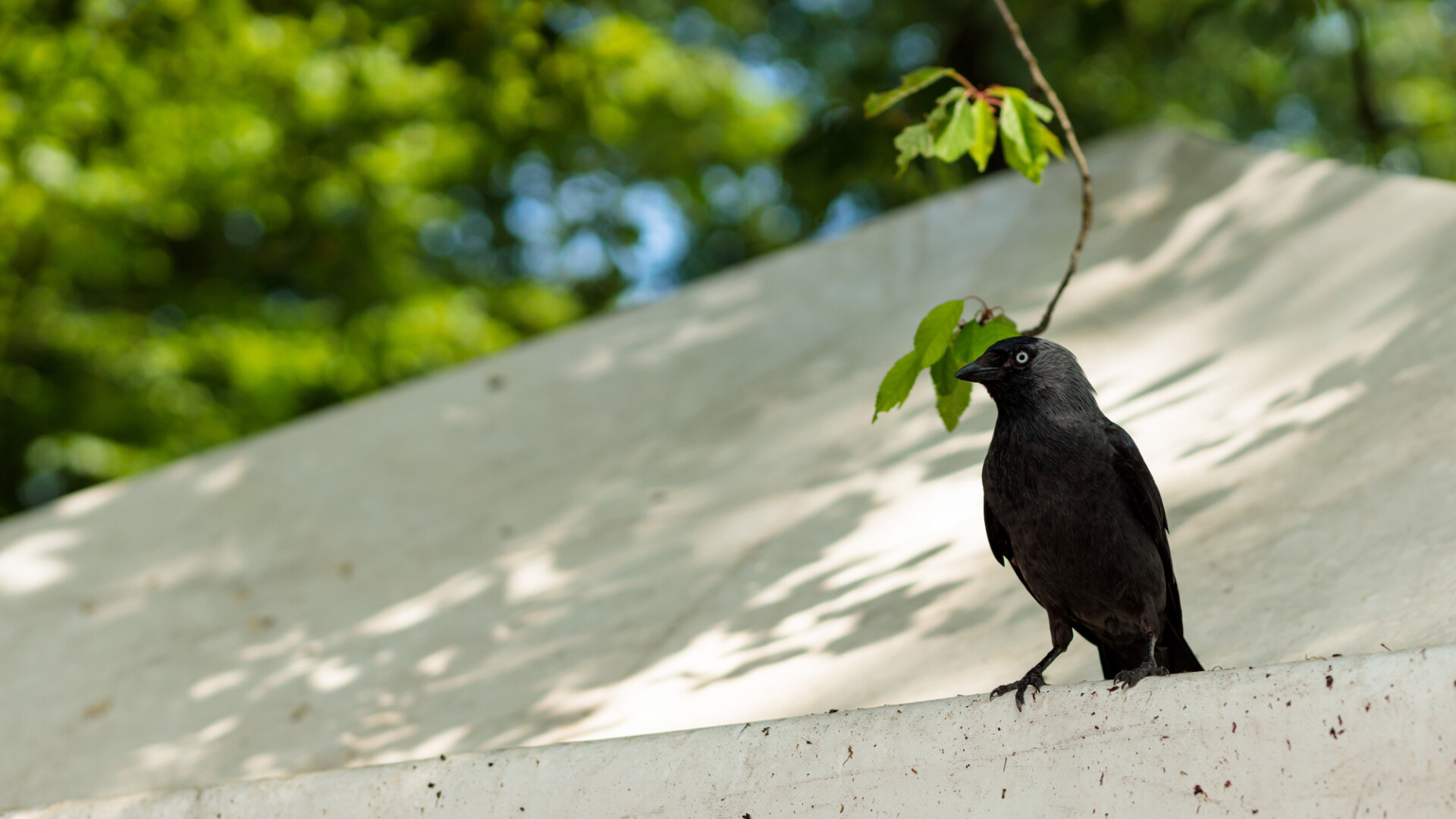 A jackdaw sits on a tent roof