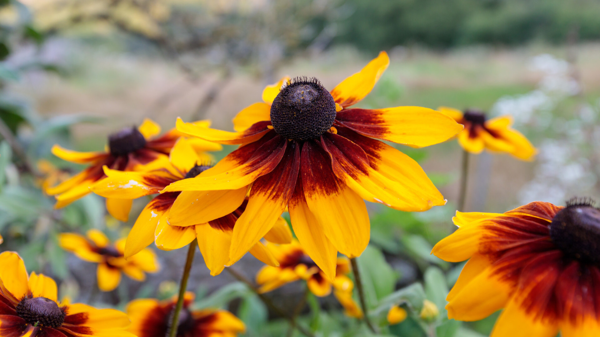 Black-eyed Susans