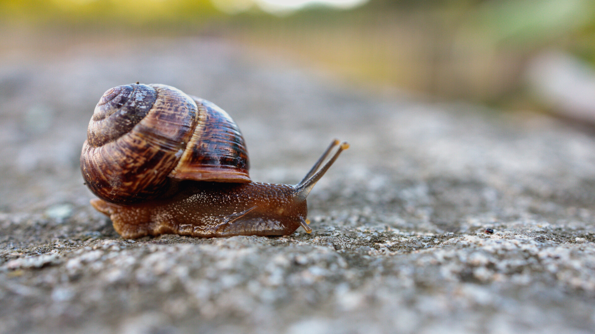 Cute brown snail