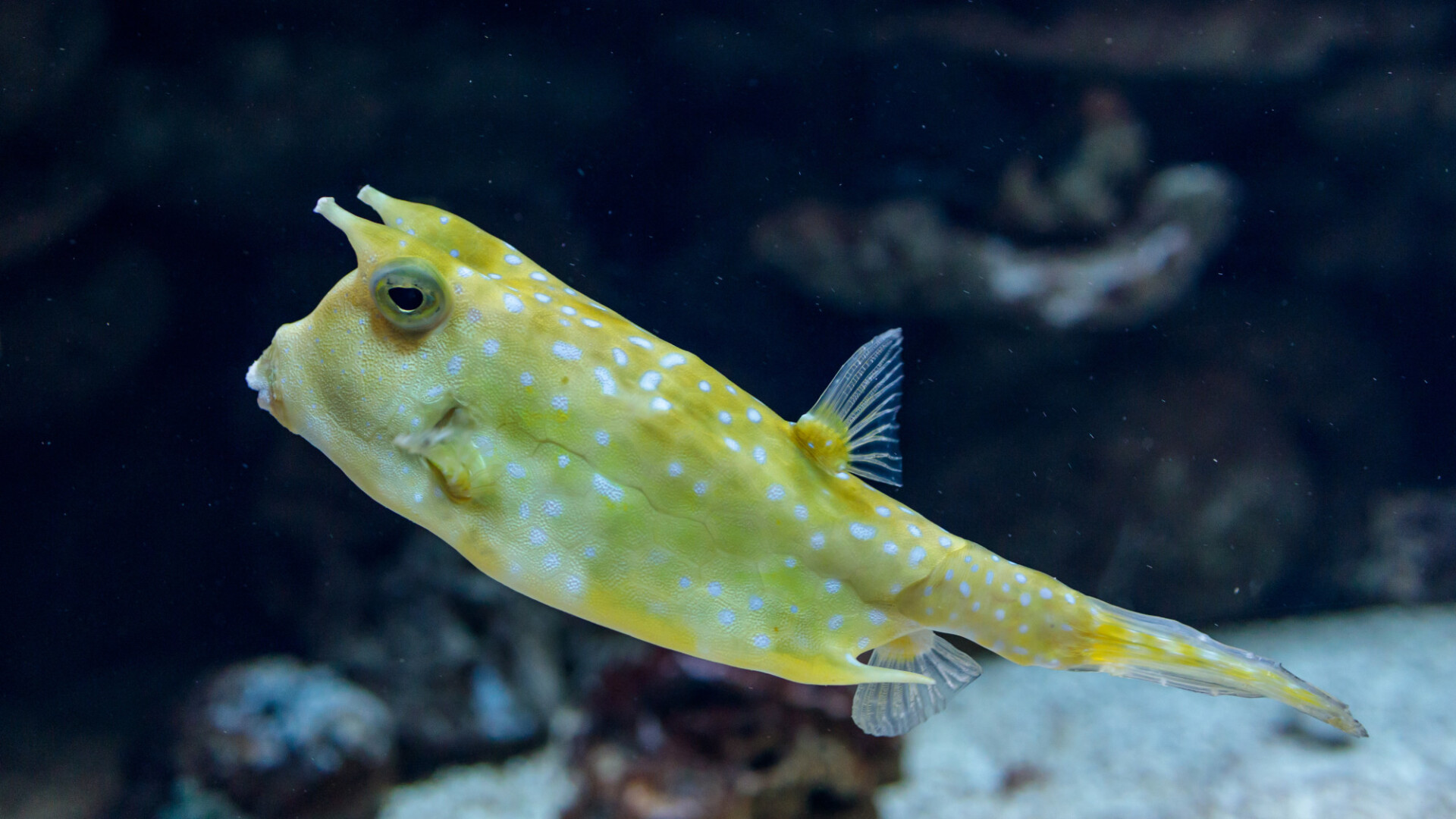 Longhorn cowfish