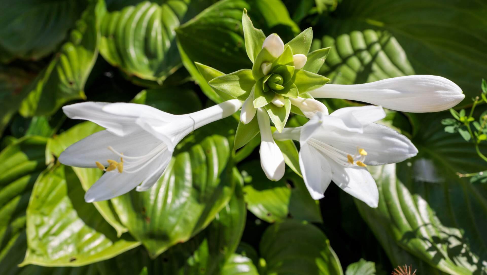 White August Lily Hosta plantaginea Grandiflora