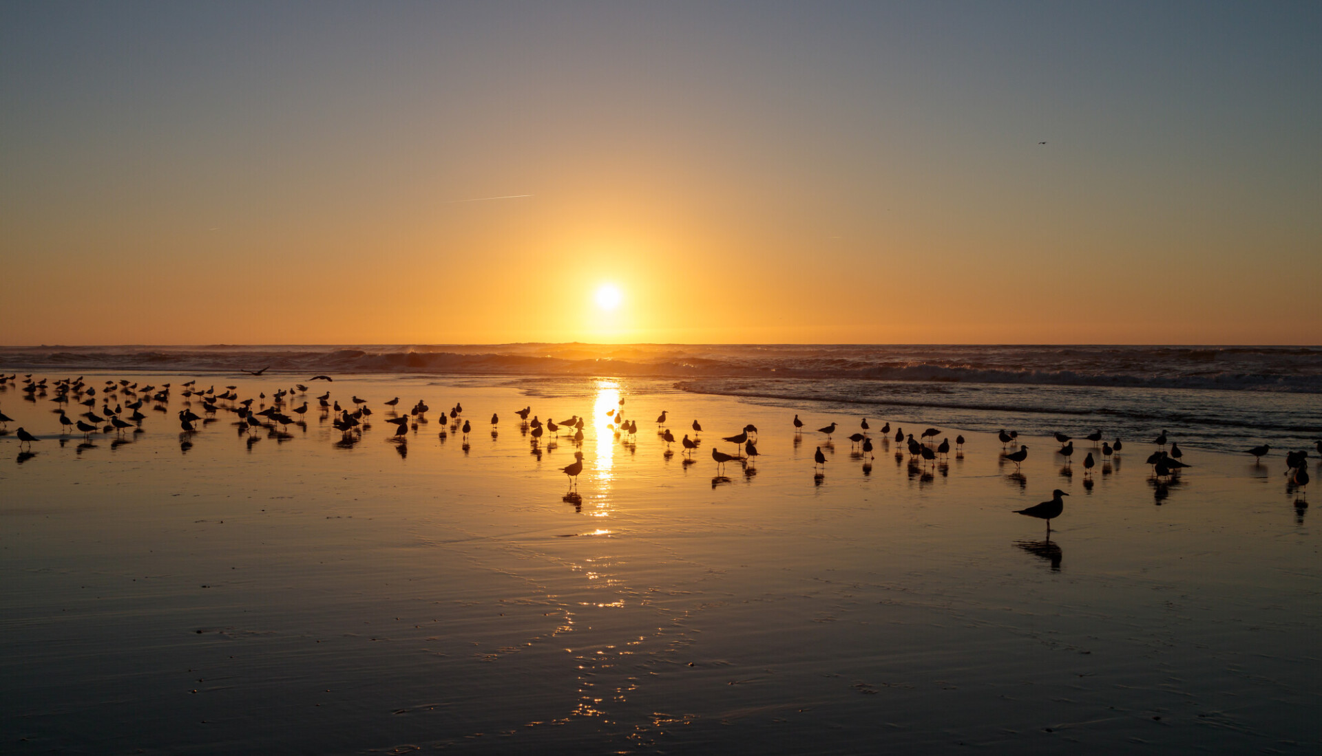 Seagulls on the beach of Nazare in Portugal