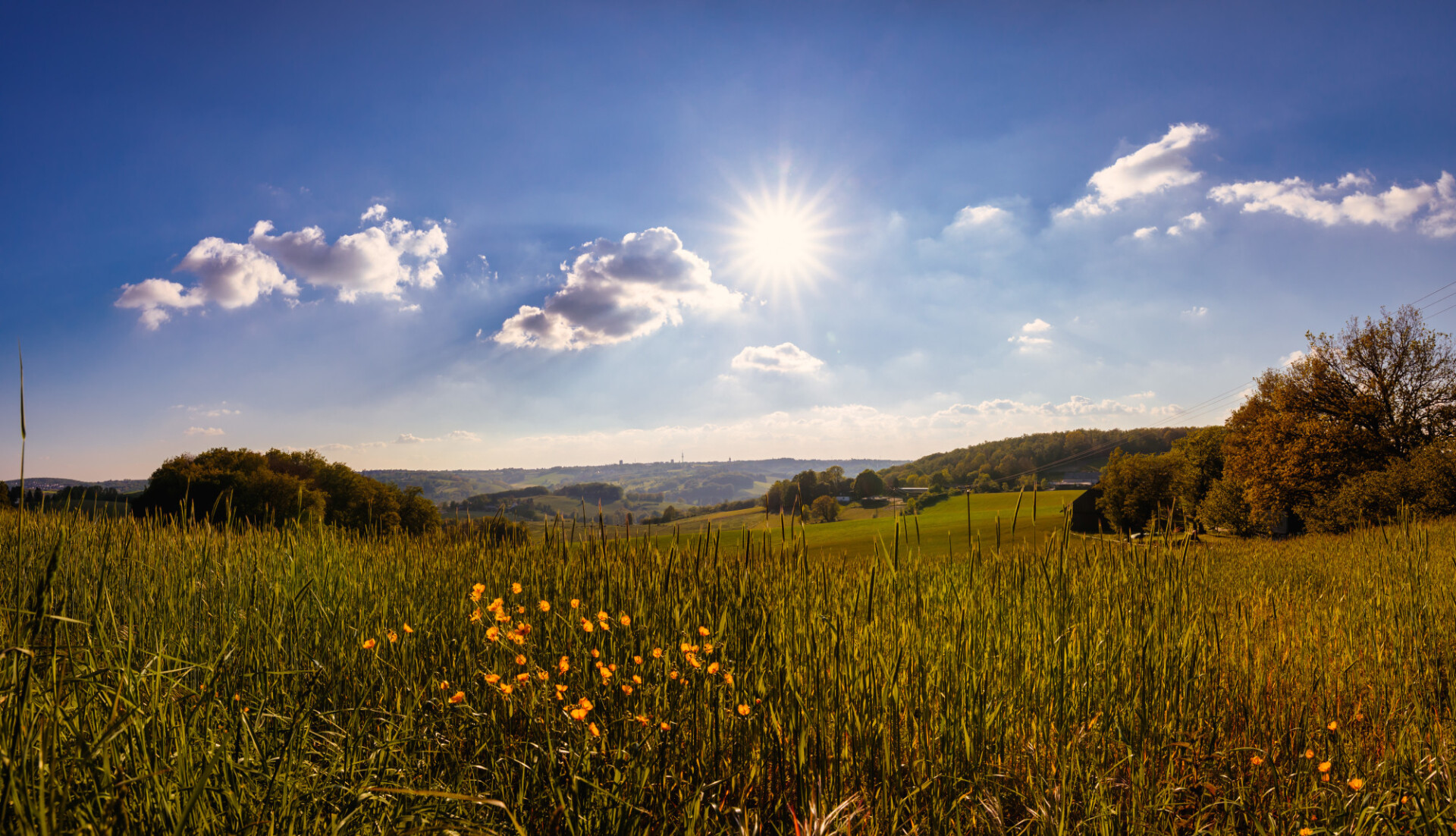 Rural landscape with green wheat field